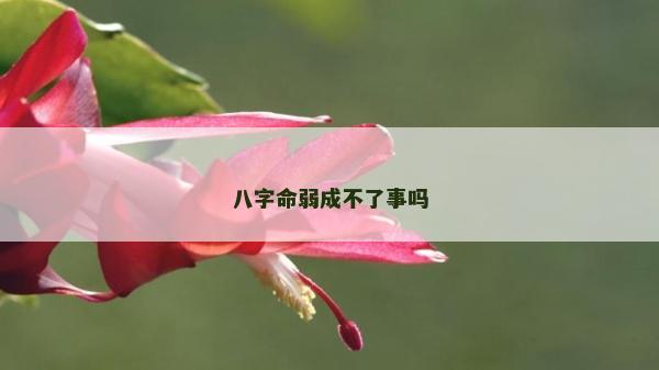 八字命弱成不了事吗