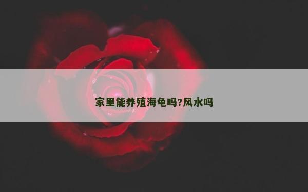 家里能养殖海龟吗?风水吗