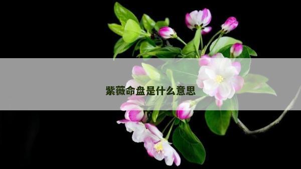 紫薇命盘是什么意思