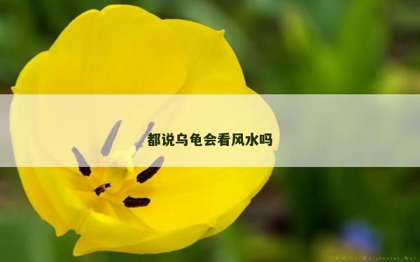都说乌龟会看风水吗
