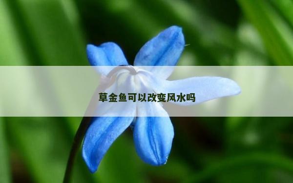 草金鱼可以改变风水吗