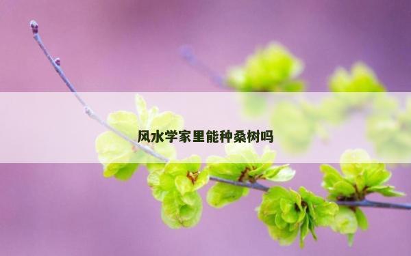 风水学家里能种桑树吗