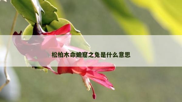 松柏木命蟾窟之兔是什么意思
