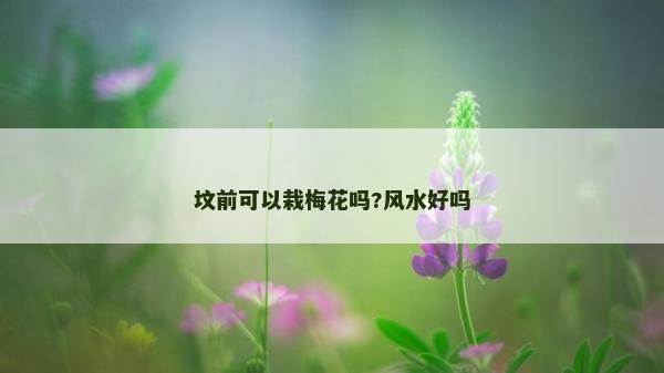 坟前可以栽梅花吗?风水好吗