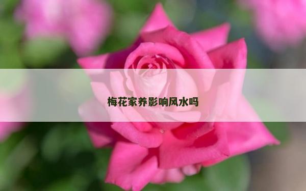 梅花家养影响风水吗