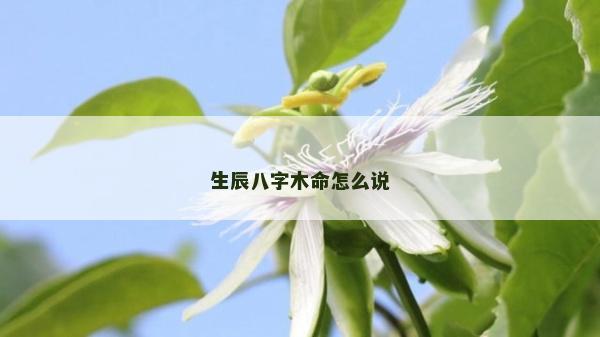 生辰八字木命怎么说