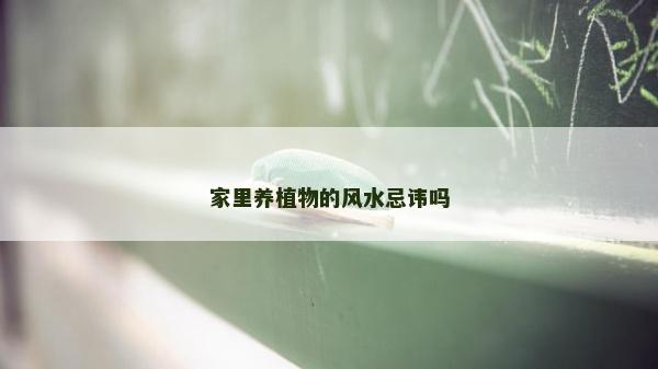 家里养植物的风水忌讳吗