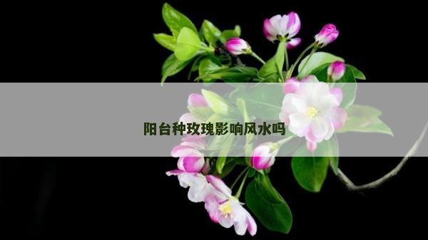 阳台种玫瑰影响风水吗