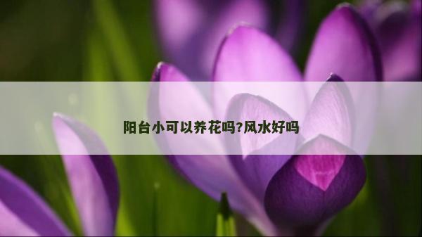 阳台小可以养花吗?风水好吗