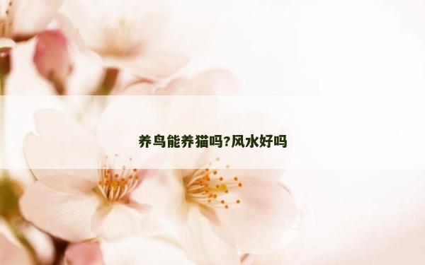 养鸟能养猫吗?风水好吗