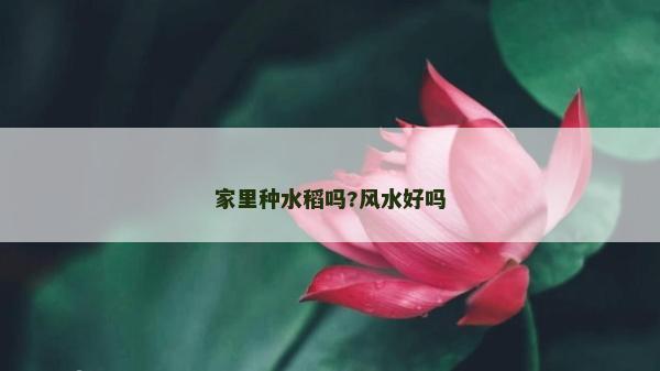 家里种水稻吗?风水好吗