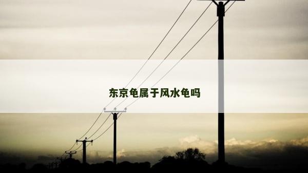 东京龟属于风水龟吗