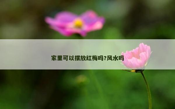 家里可以摆放红梅吗?风水吗