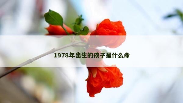 1978年出生的孩子是什么命