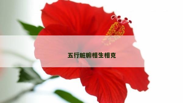 五行脏腑相生相克