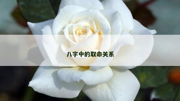 八字中的取命关系
