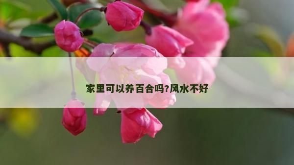 家里可以养百合吗?风水不好