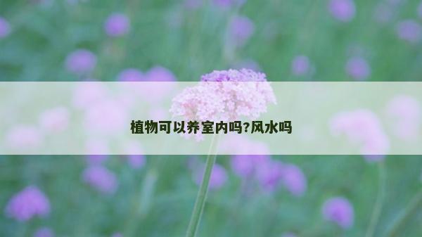 植物可以养室内吗?风水吗