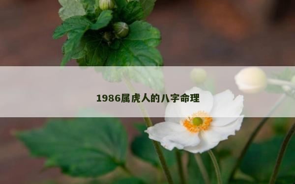 1986属虎人的八字命理