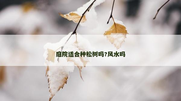 庭院适合种松树吗?风水吗