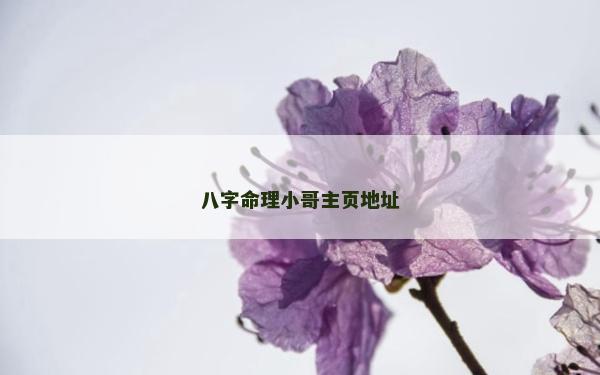 八字命理小哥主页地址