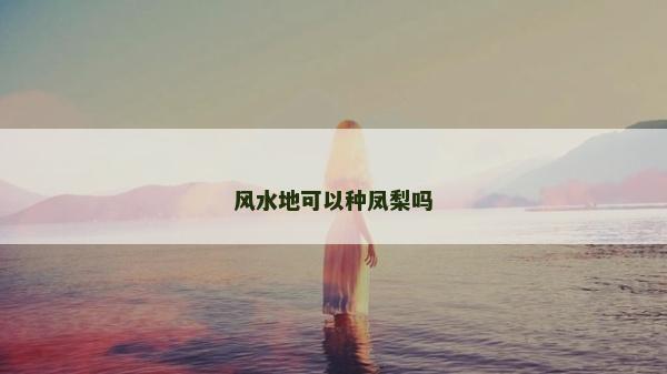 风水地可以种凤梨吗