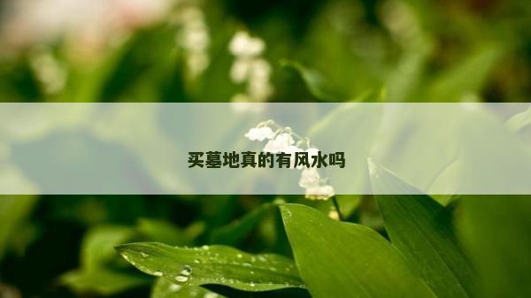 买墓地真的有风水吗