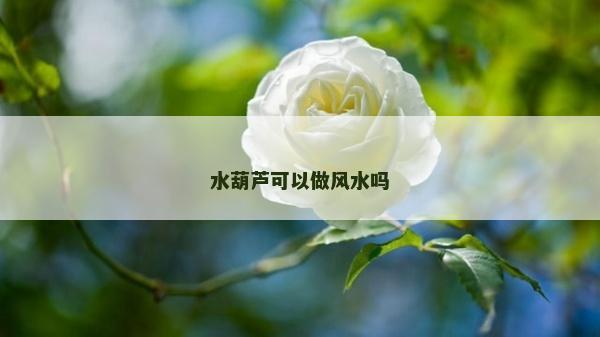 水葫芦可以做风水吗