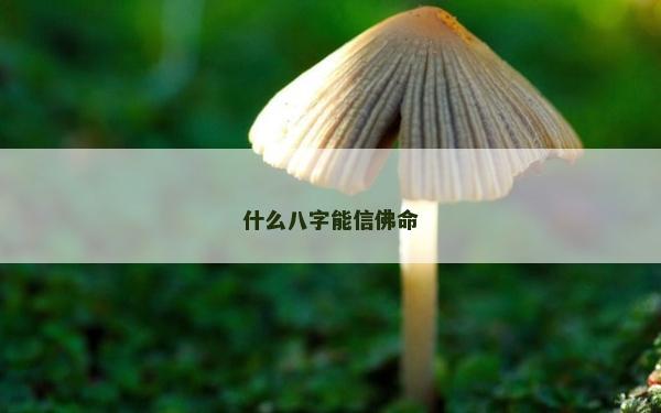 什么八字能信佛命