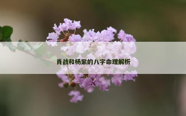 肖战和杨紫的八字命理解析