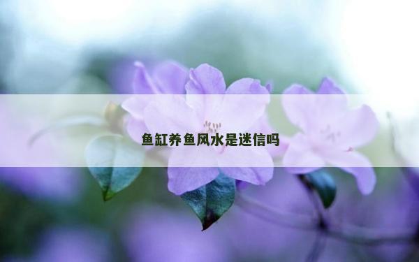 鱼缸养鱼风水是迷信吗