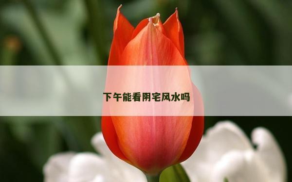 下午能看阴宅风水吗