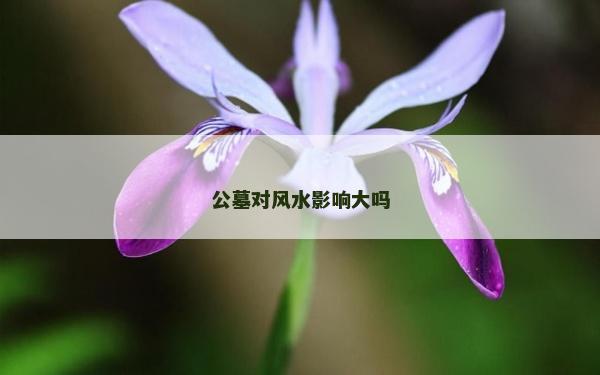 公墓对风水影响大吗