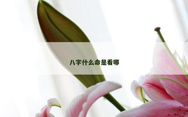 八字什么命是看哪