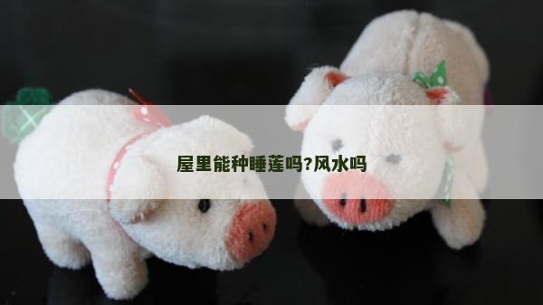 屋里能种睡莲吗?风水吗