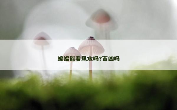 蝙蝠能看风水吗?吉凶吗