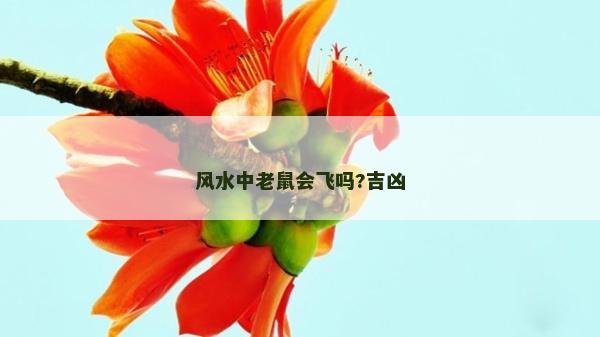 风水中老鼠会飞吗?吉凶