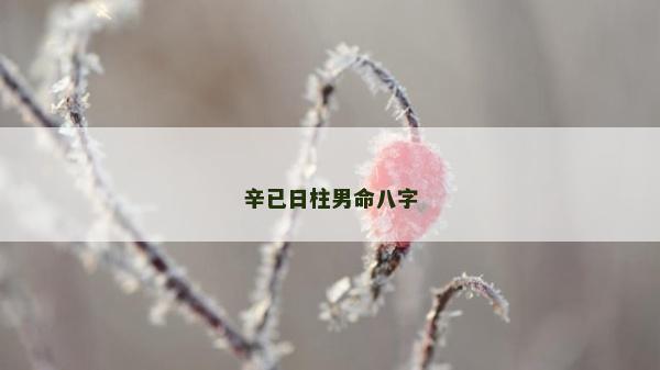 辛已日柱男命八字