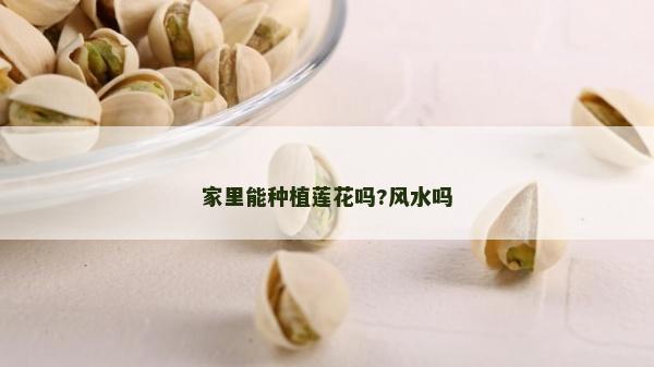家里能种植莲花吗?风水吗