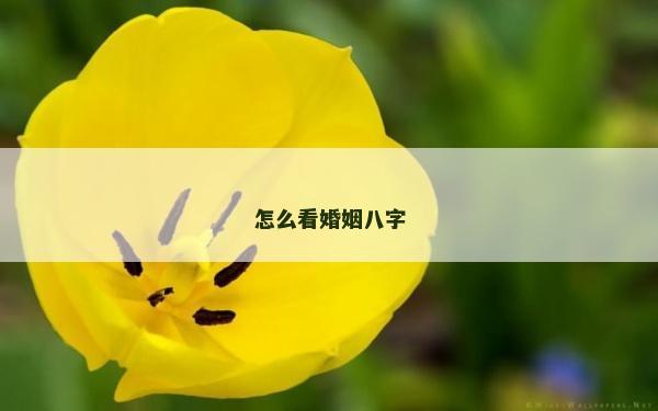 怎么看婚姻八字