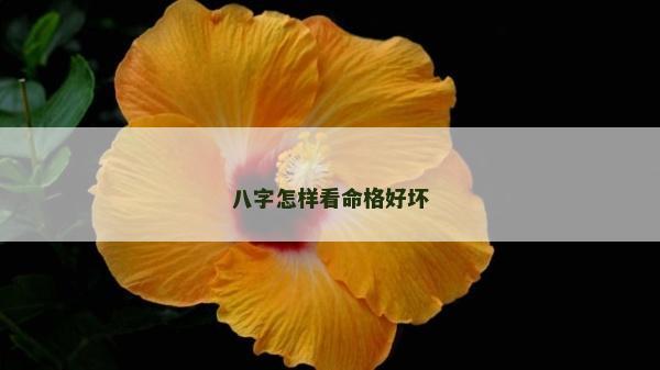 八字怎样看命格好坏