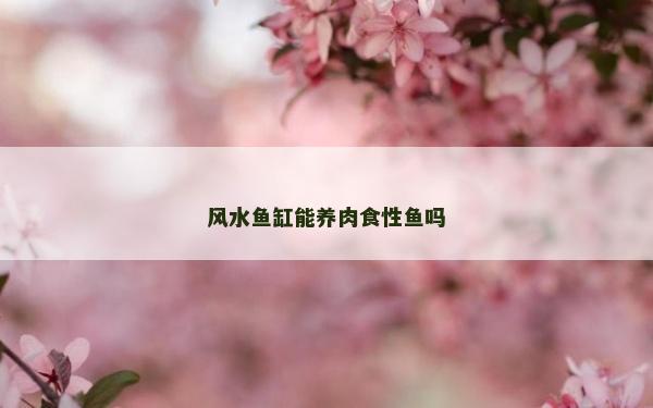 风水鱼缸能养肉食性鱼吗
