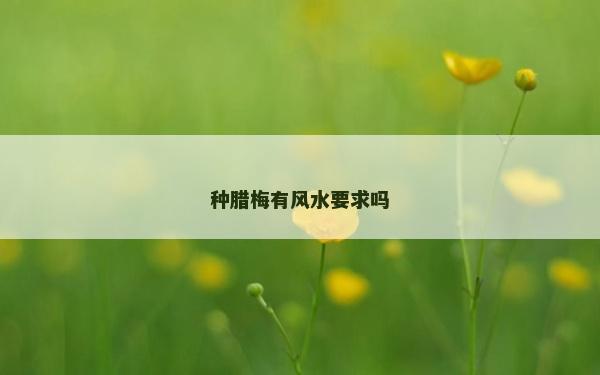 种腊梅有风水要求吗