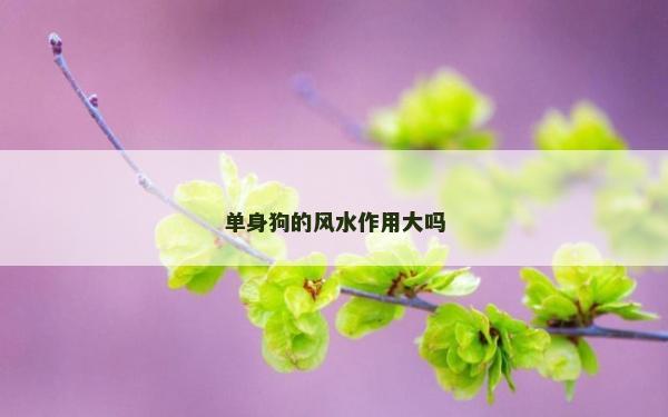 单身狗的风水作用大吗
