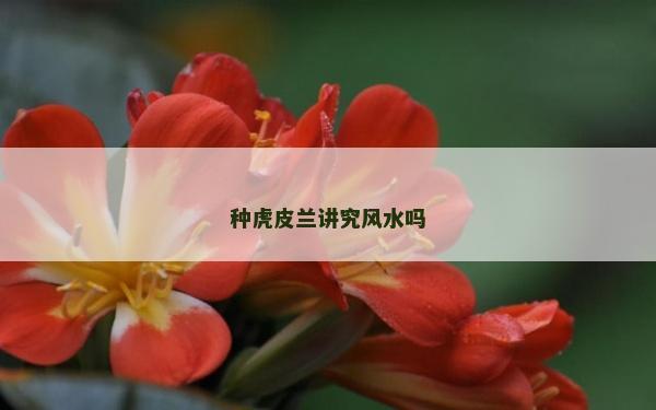 种虎皮兰讲究风水吗