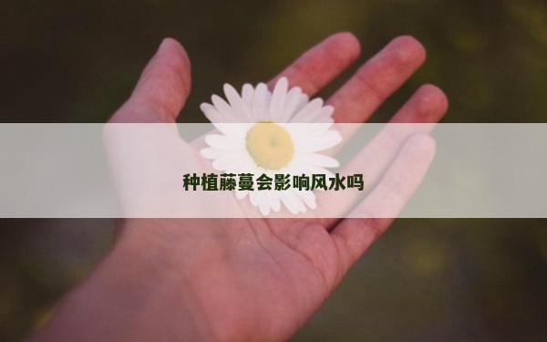 种植藤蔓会影响风水吗