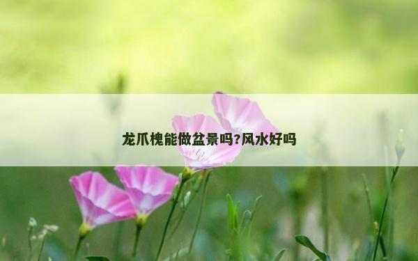 龙爪槐能做盆景吗?风水好吗