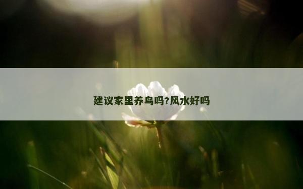 建议家里养鸟吗?风水好吗