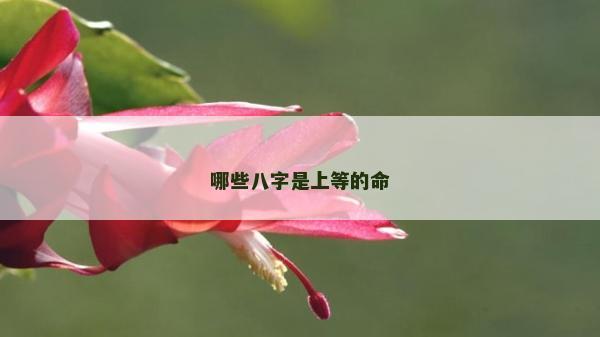 哪些八字是上等的命