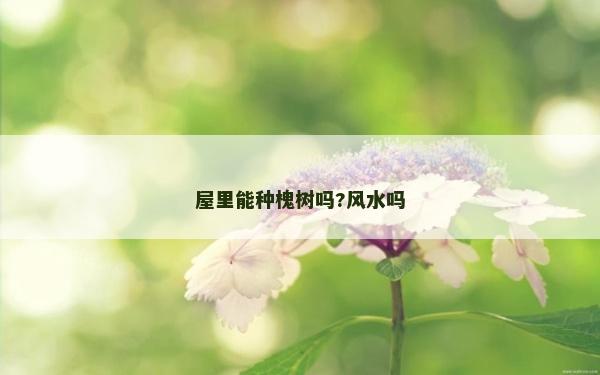 屋里能种槐树吗?风水吗